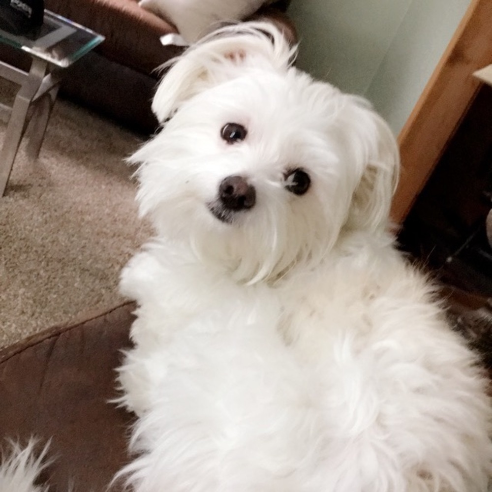 Meet your Posher, Jaime